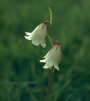 Striped Adobe Lily