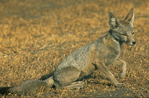 San Joaquin Kit Fox