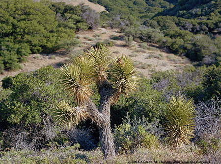 Photo of Tejon Ranch