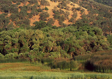 Photo of Tejon Ranch