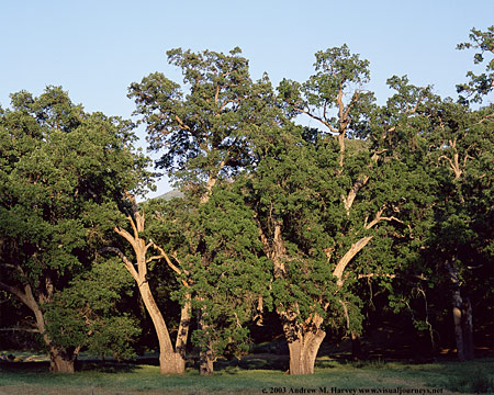 Photo of Tejon Ranch