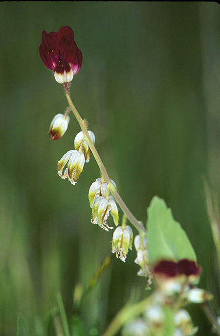 California jewel-flower