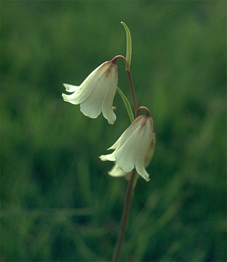 Striped Adobe Lily