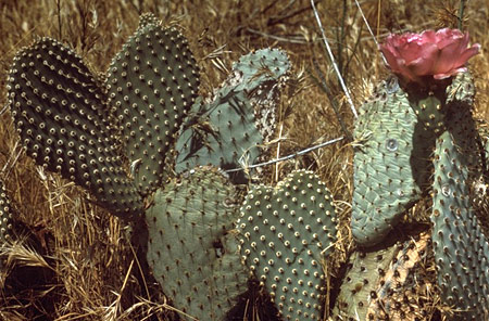 Bakersfield Cactus