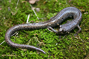 Tehachapi Slender Salamander