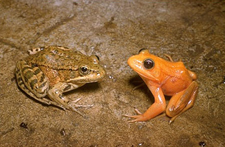 California Red-Legged Frog