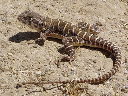 Blunt-Nosed Leopard Lizard