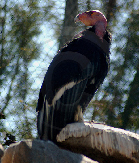 California Condor