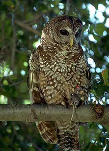 California Spotted Owl