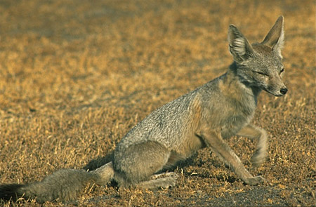 San Joaquin Kit Fox